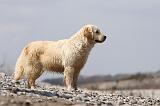 GOLDEN RETRIEVER 457